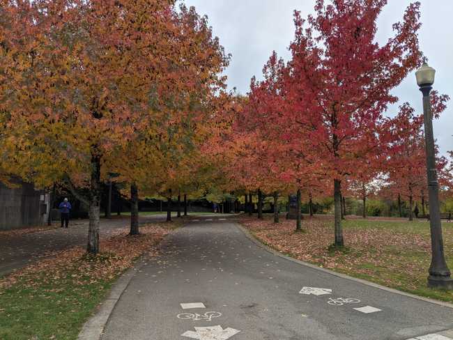 Trees with yellow and red leaves lining a bike path