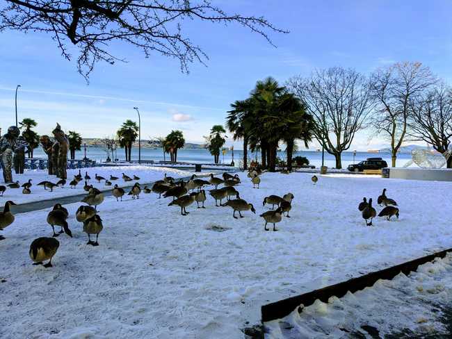 Geese walking around in the snow. Bare trees, some palm trees, and the
ocean in the background.