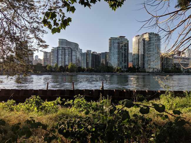 Glassy skyscrapers behind water. In the foreground, a fence and some
bushes