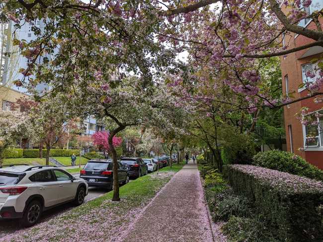 A sidewalk in a city. Overheard are branches covered in flowers, whose
petals blanket a hedge, a footpath, and grass.