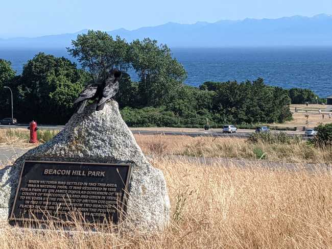 A crow sits on a boulder with a plaque for Beacon Hill Park. It looks
out over the water at distant mountains.