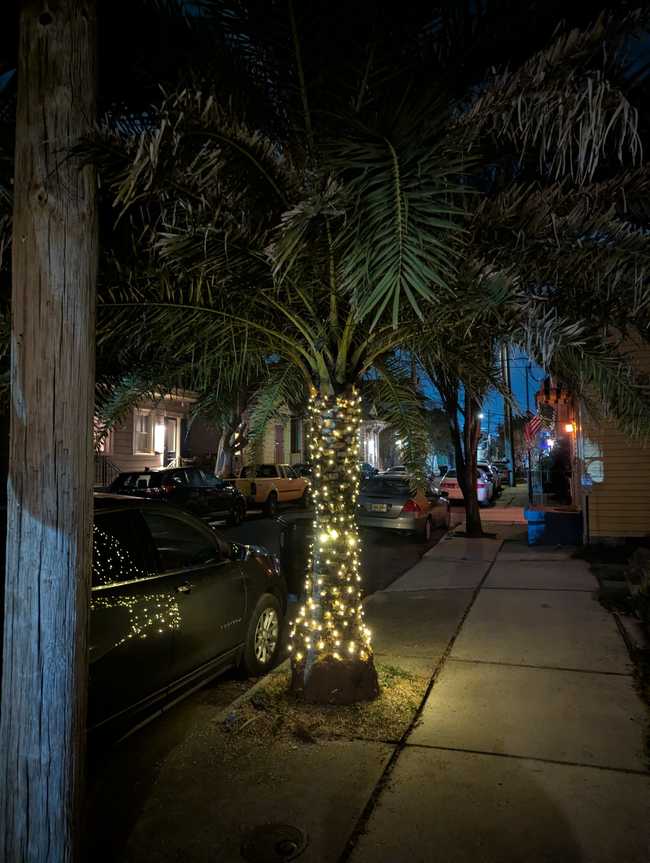 A sidestreet lined with parked cars. The focus is a short palm tree wrapped in lights.