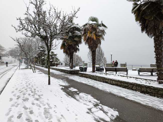 Palm trees in snow next to a walkway.