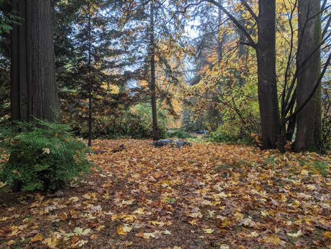 A forest floor, covered in leaves.