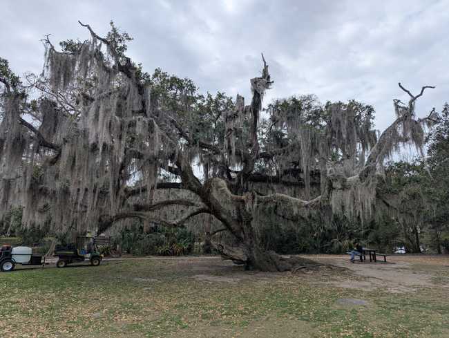 A large tree taking up nearly the entire frame, with thick moss hanging from all its branches.