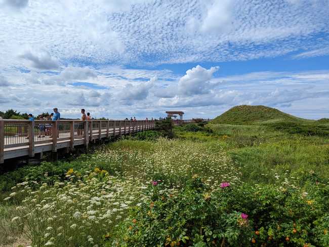 A boardwalk over extremely grassy sand dunes.