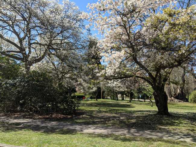 Blossoming trees in a park