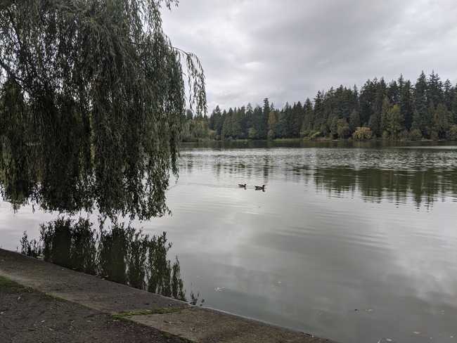 Two ducks floating in still water. Grey sky.