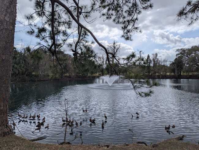 A picture of a lake with a bunch of ducks and a fountain in the centre.