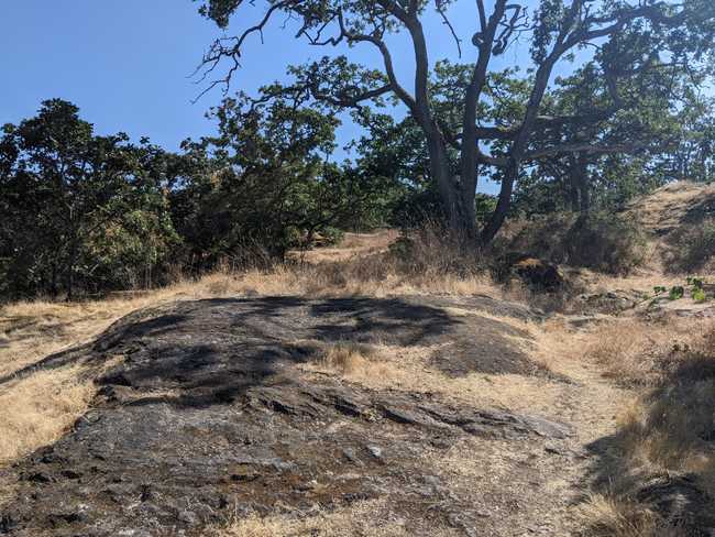 Yellow grass and exposed rock on a hillside, with scraggly trees.