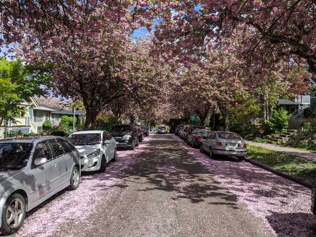 A street lined in cherry trees in full bloom.