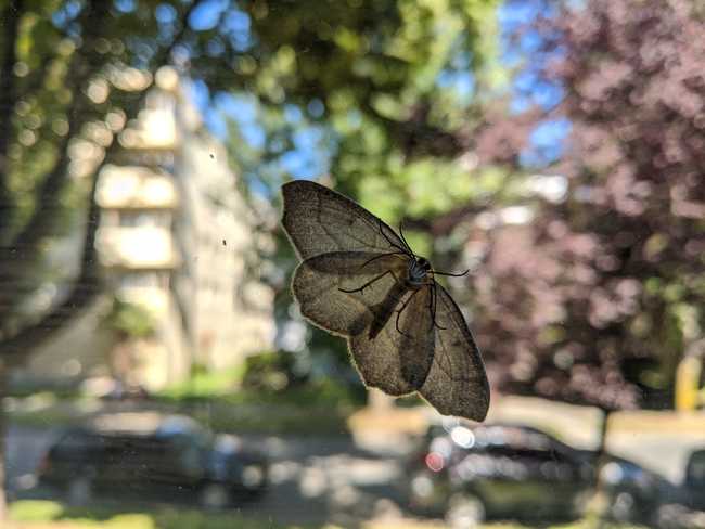 A moth on a window