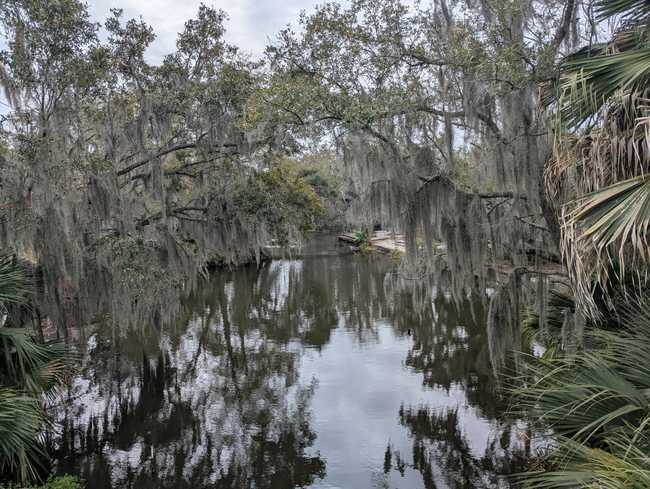Moss-covered trees, some palm fronds, and still water.